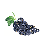 Fragrance Note: Black Currant Bud