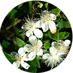 Fragrance Note: Myrtle